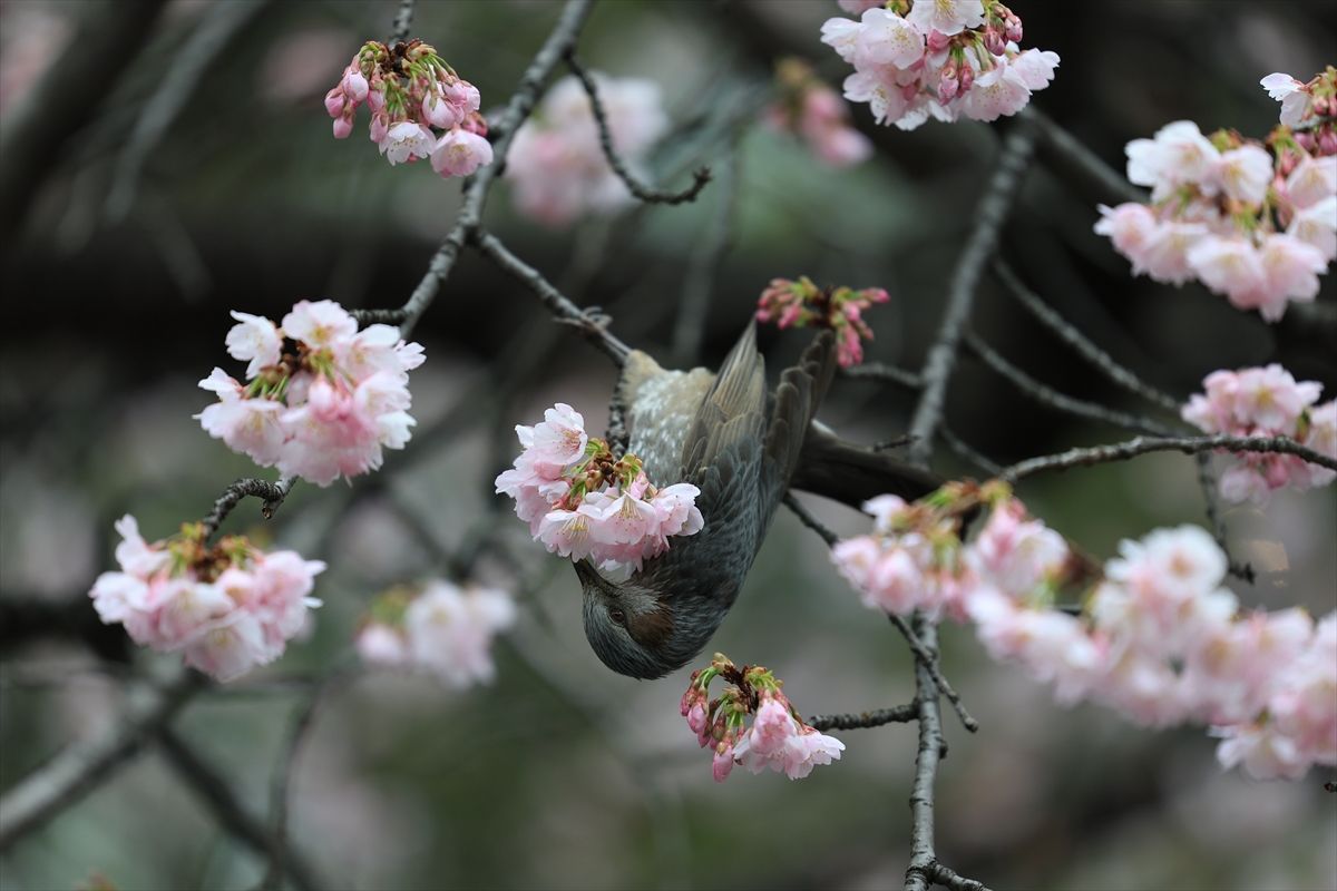 Tokio skriva mnoštvo predivnih parkova koji su prave oaze mira i nevjerojatne prirodne ljepote