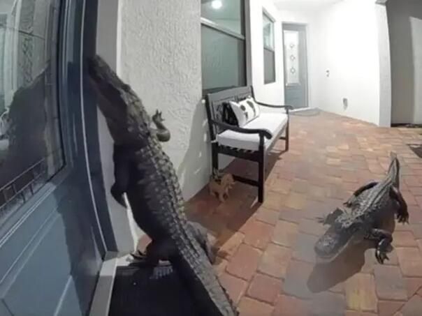 Nakon što je "pozvonio", aligator se uz tup udarac spustio natrag na sve četiri, gotovo udarivši njuškom o tirkizna vrata.