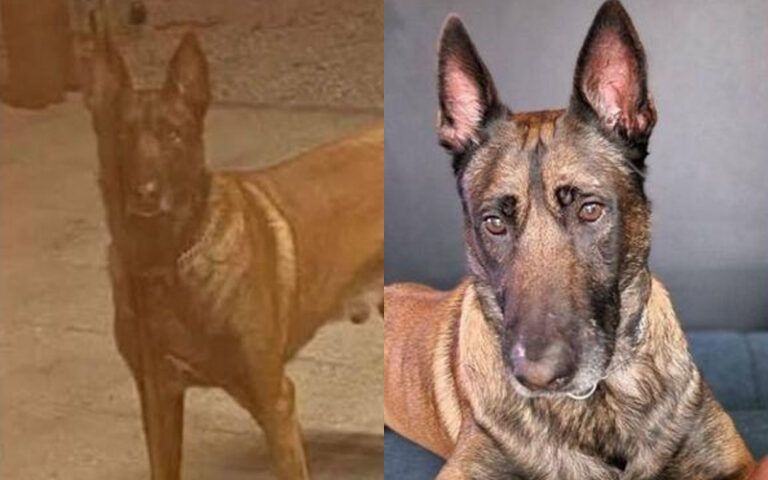 Pas naziva Don nestao je kod kasarne u Zoviku, koja se nalazi neposredno uz cestu M17.