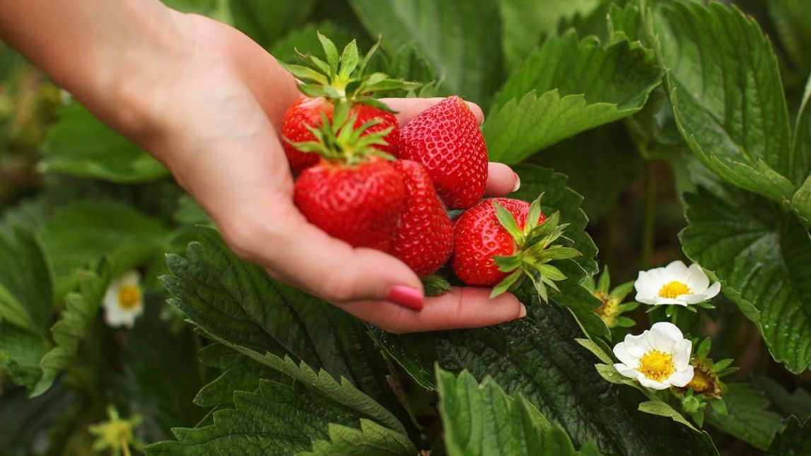 Ovo đubrivo je odličan izvor hranljivih materija za vaše jagode, a ako ga pravilno koristite, pružiće vam bogatu i zdravu berbu