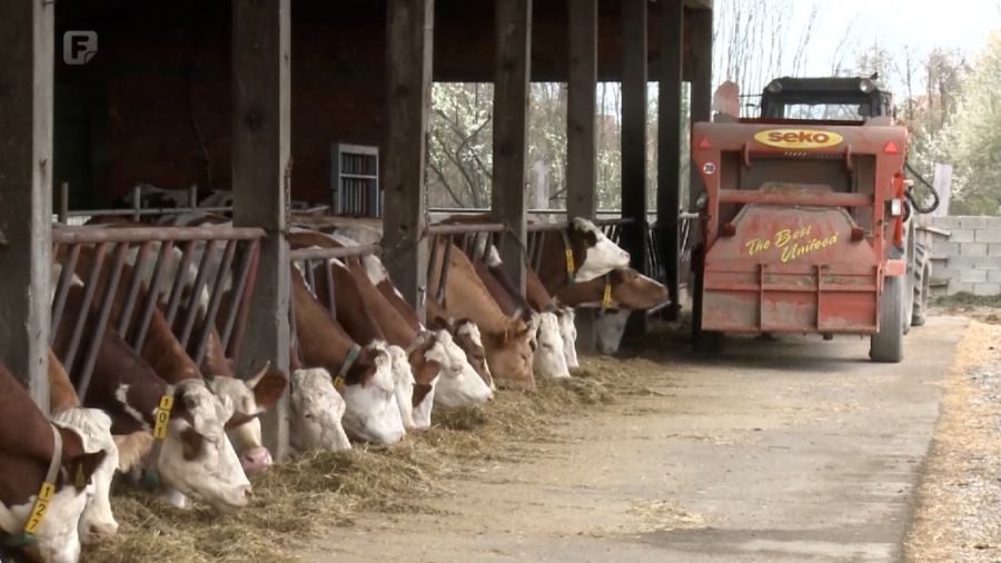 Riječ je o izuzetno zaraznoj bolesti, upozoravaju nadležni, te se u slučaju njene pojave primjenjuju stroge mjere kontrole, uključujući eutanaziju zaraženih životinja...