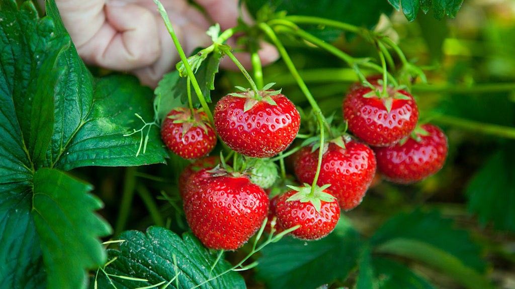Ovo đubrivo je odličan izvor hranljivih materija za vaše jagode, a ako ga pravilno koristite, pružiće vam bogatu i zdravu berbu