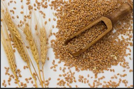 Ječam je nutritivno bogata žitarica koja je pala u sjenku ostalih, popularnijih vrsta. 