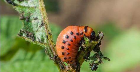 Krompirova zlatica je najveći štetnik koji napada krompir, a zatim i paradajz i patlidžan. Pojavljuje se svake godine i toliko je opasna da može uništiti cijeli zasad.