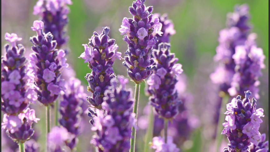 Znate li zbog čega lavandu zovu kraljicom Mediterana. Osim što osvaja mirisom, kraljica Mediterana ima i brojna ljekovita svojstva