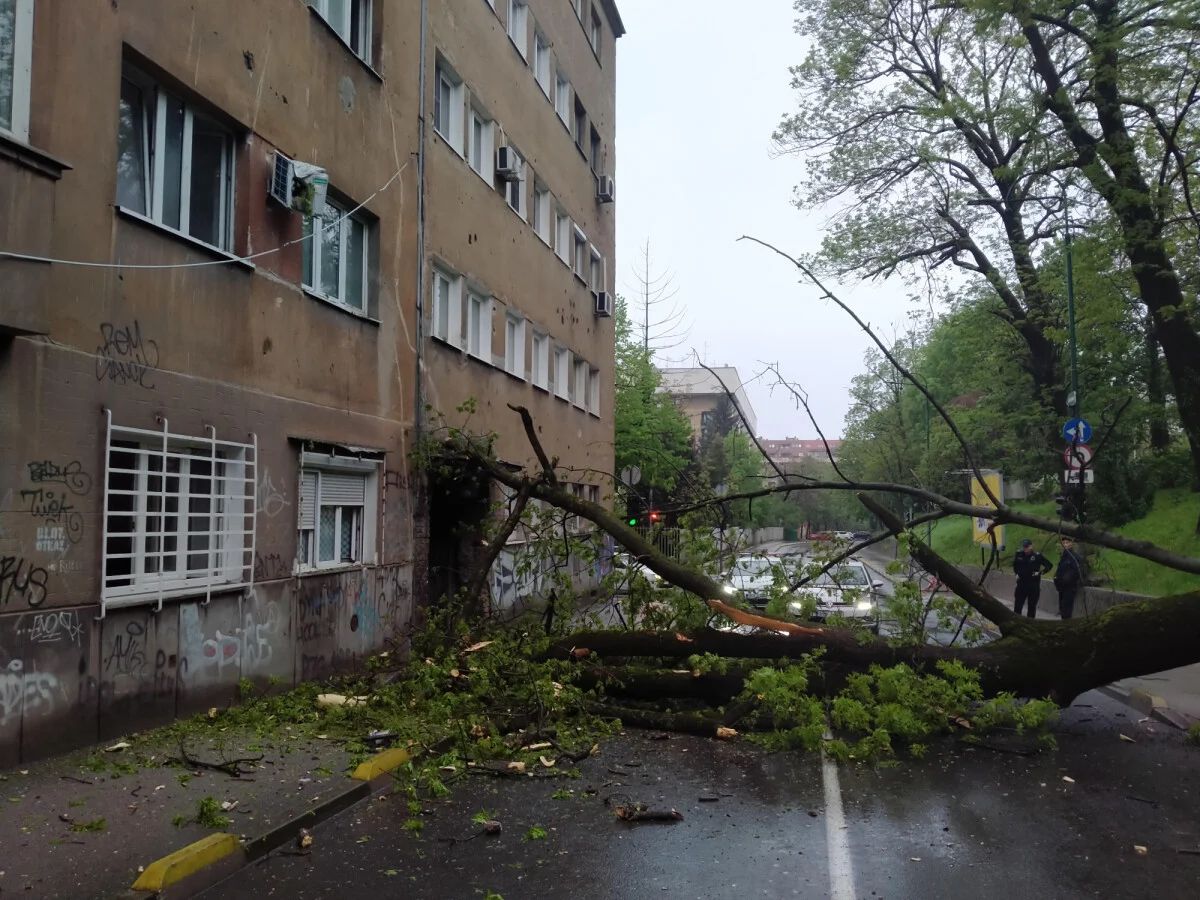 Drama u sarajevskom naselju: Stablo se srušilo na ulicu i blokiralo put