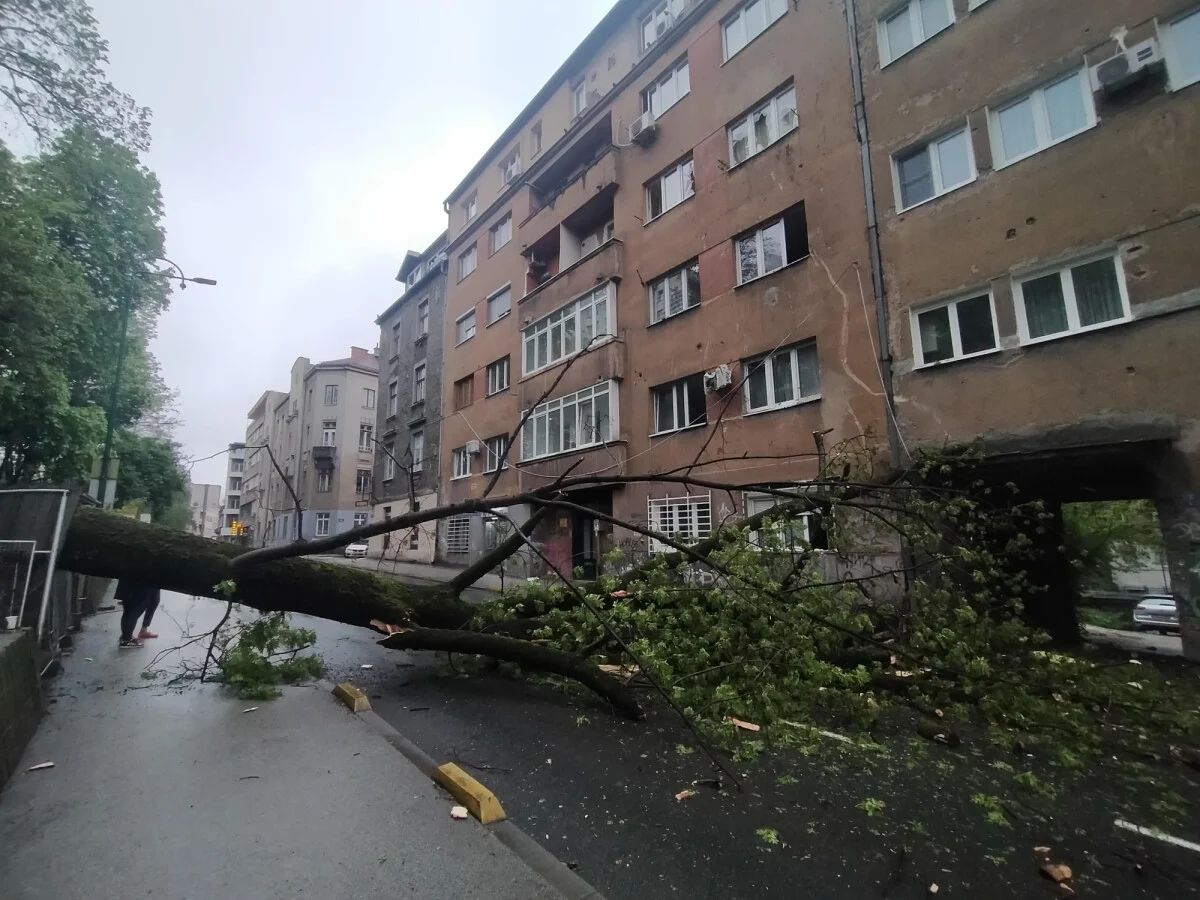 Stanari pogođene zgrade, još uvijek vidno potreseni, izjavili su da ih je tresak stabla podsjetio na snažan zemljotres. 