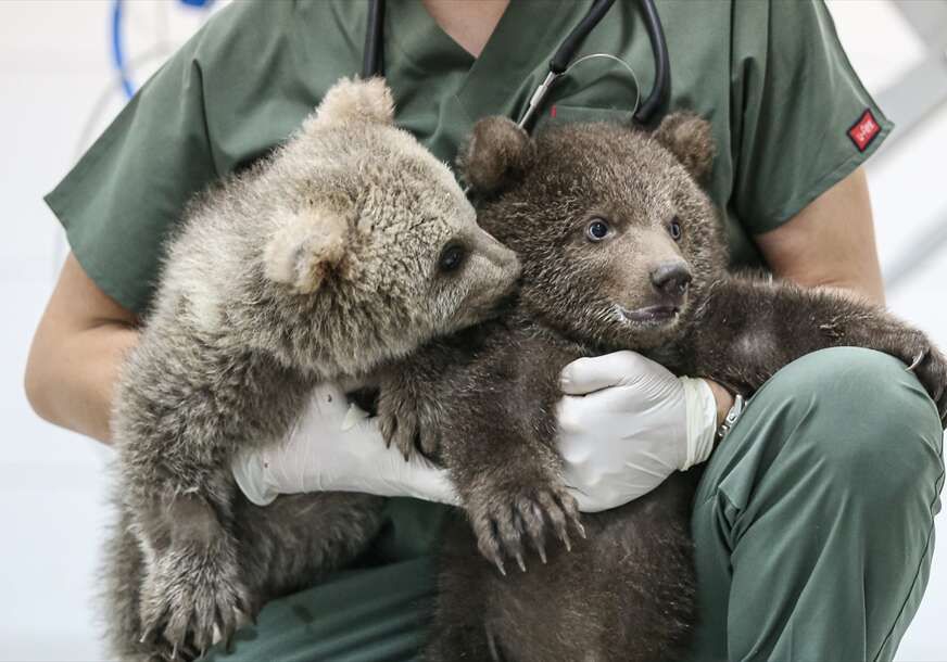 Spašeni mladunci medvjeda postali su maskote centra za zaštitu u Turskoj.
