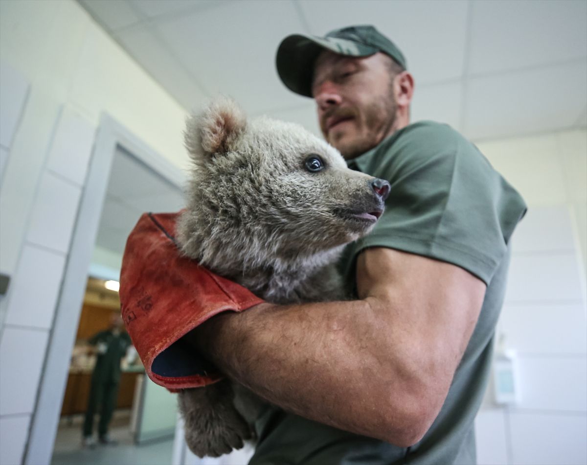 Spašeni mladunci medvjeda postali su maskote centra za zaštitu u Turskoj.