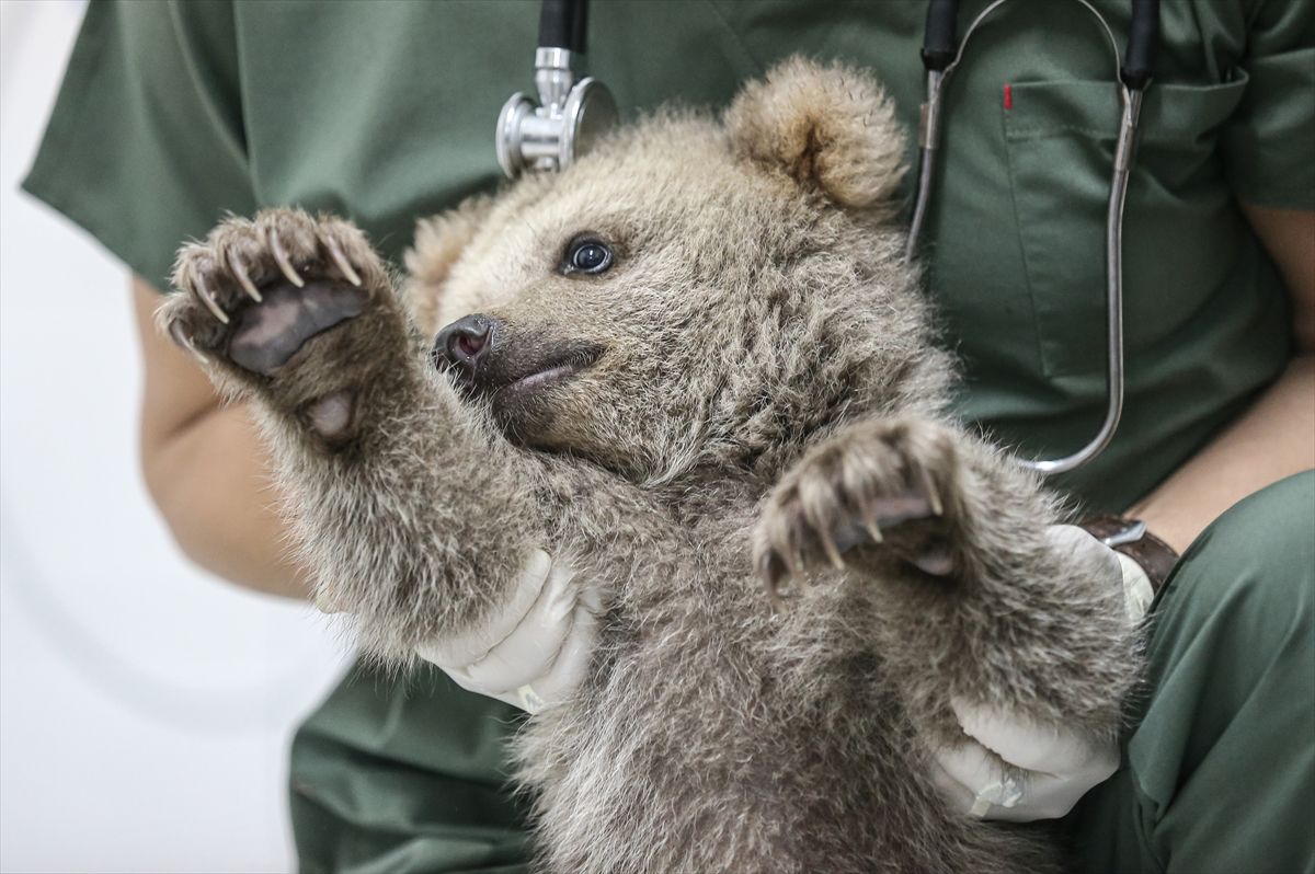 Spašeni mladunci medvjeda postali su maskote centra za zaštitu u Turskoj.