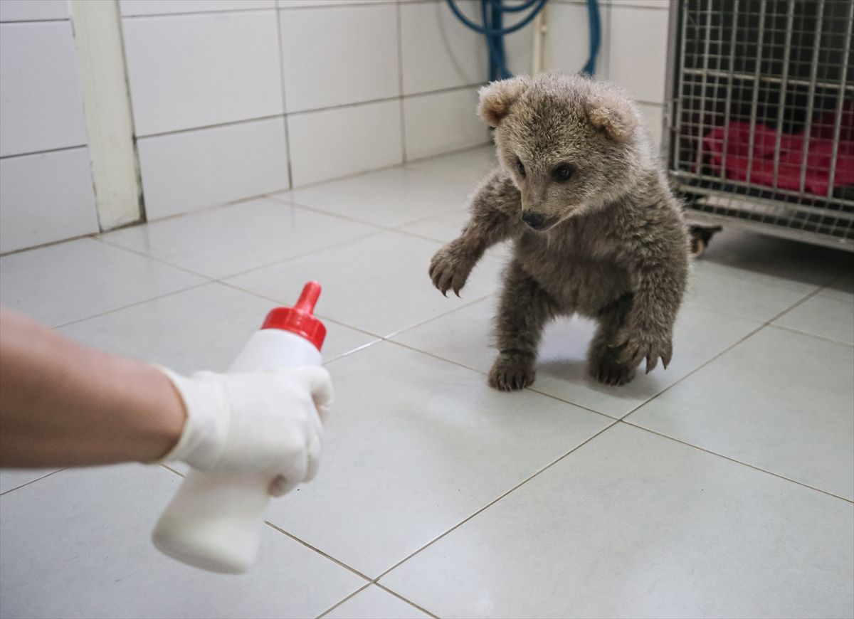 Spašeni mladunci medvjeda postali su maskote centra za zaštitu u Turskoj.