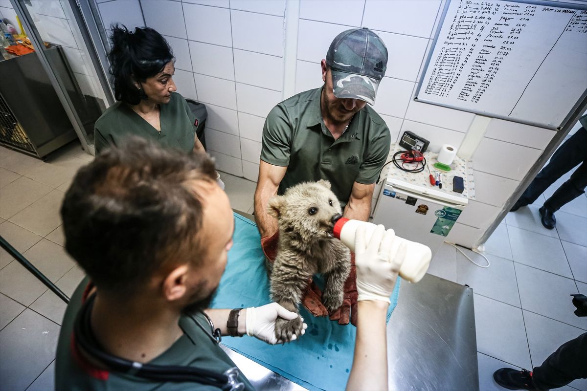 Spašeni mladunci medvjeda postali su maskote centra za zaštitu u Turskoj.