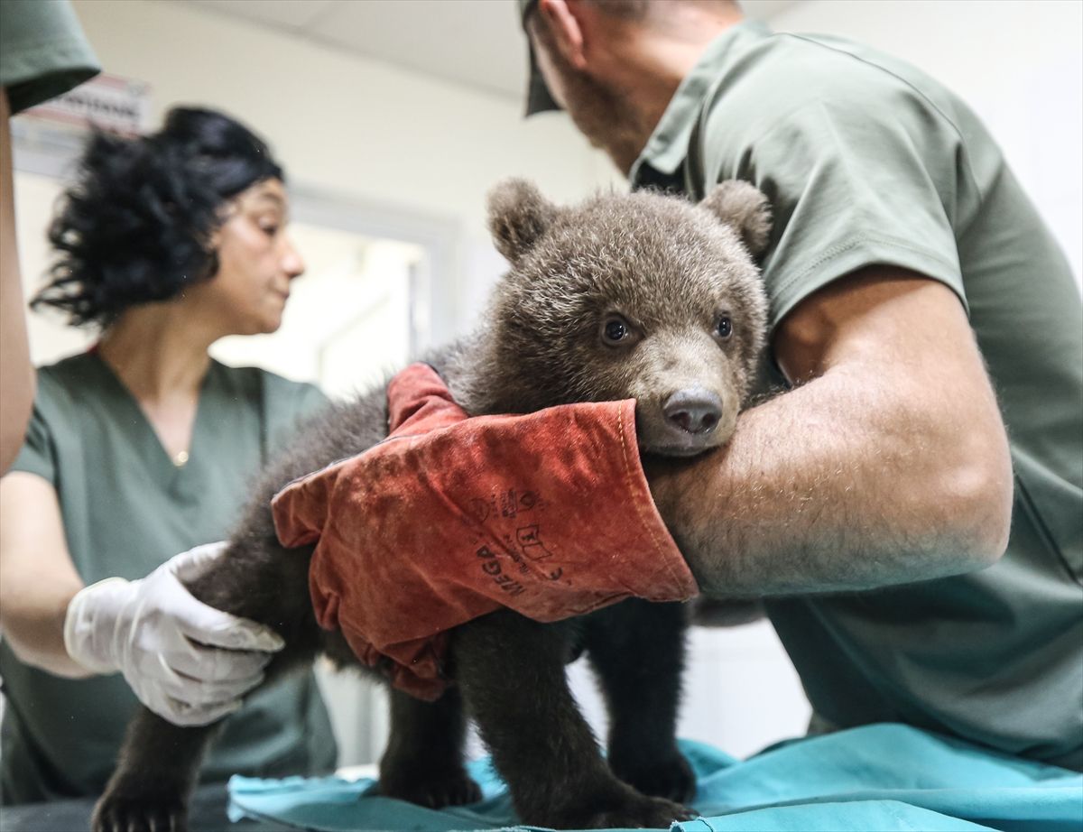 Spašeni mladunci medvjeda postali su maskote centra za zaštitu u Turskoj.