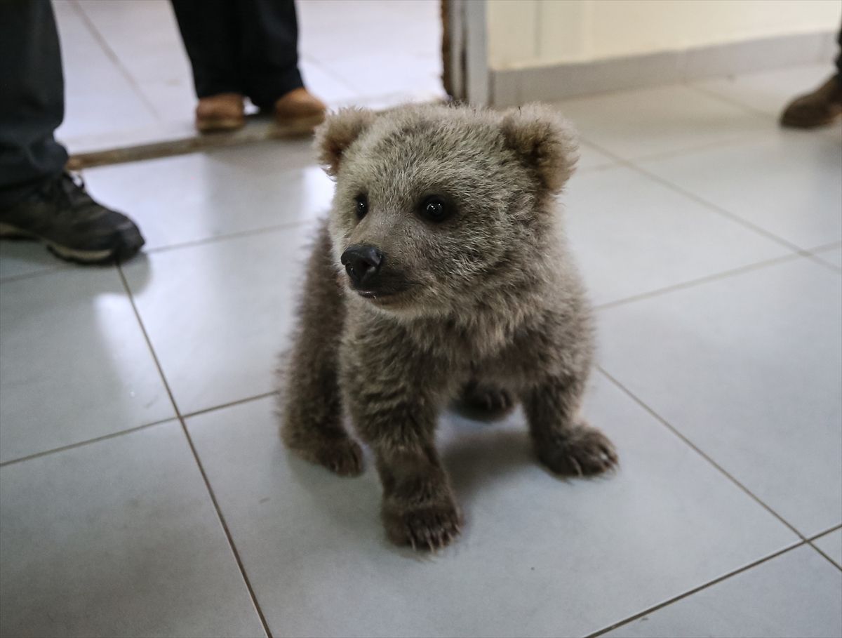 Spašeni mladunci medvjeda postali su maskote centra za zaštitu u Turskoj.