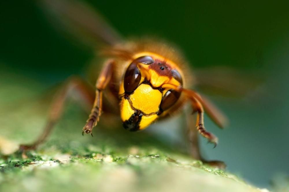 Umjesto da bacate talog od kafe, iskoristite ga kao prirodno sredstvo za zaštitu svog doma