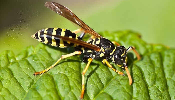 Umjesto da bacate talog od kafe, iskoristite ga kao prirodno sredstvo za zaštitu svog doma