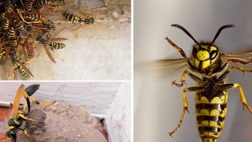 Prirodan način da otjerate muhe i ose što dalje od sebe