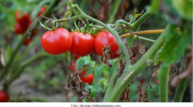 Paradajz i bosiljak odlična su kombinacija, ne samo u salati nego i u vrtu. Bosiljak odbija štetočine koje napadaju paradajz, jača otpornost na biljne bolesti i povećava rod.