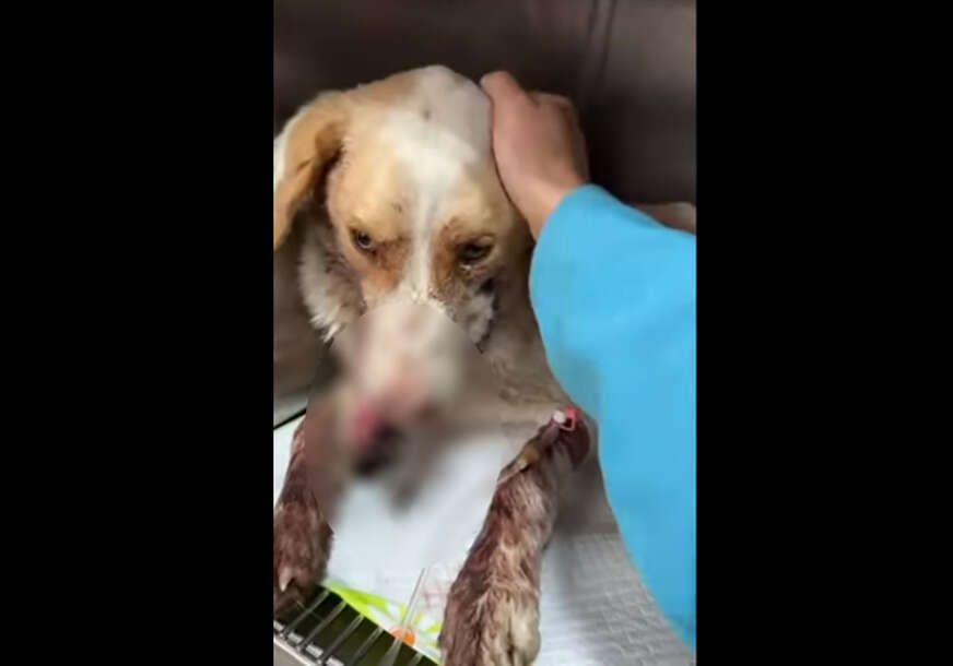 Video je uznemirio javnost i izazvao oštre reakcije ljubitelja životinja i aktivista.