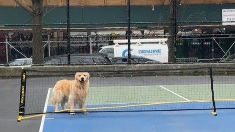 Iako mreža završava samo nekoliko koraka dalje, Duke izgleda potpuno izgubljeno i zbunjeno zbog prepreke