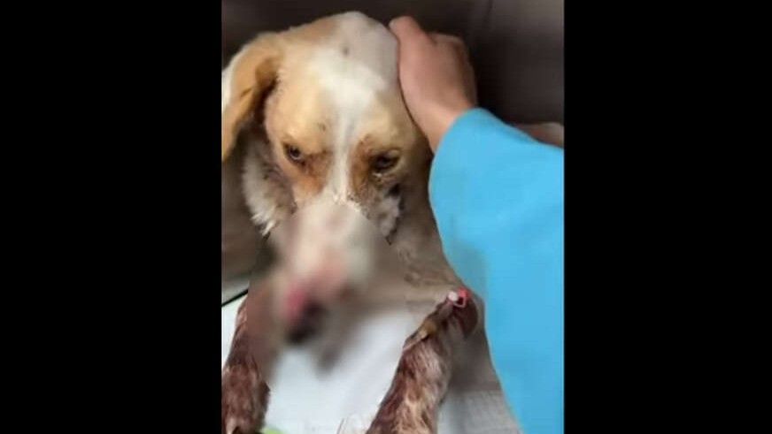 Operacija uklanjanja inficiranog tkiva prošla je dobro, a život mu je spašen zahvaljujući transfuziji krvi koju mu je dao drugi pas