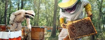 Desio se pomor pčela: Stručnjak otkriva šta je uzrok i kakve posljedice mogu da se dese