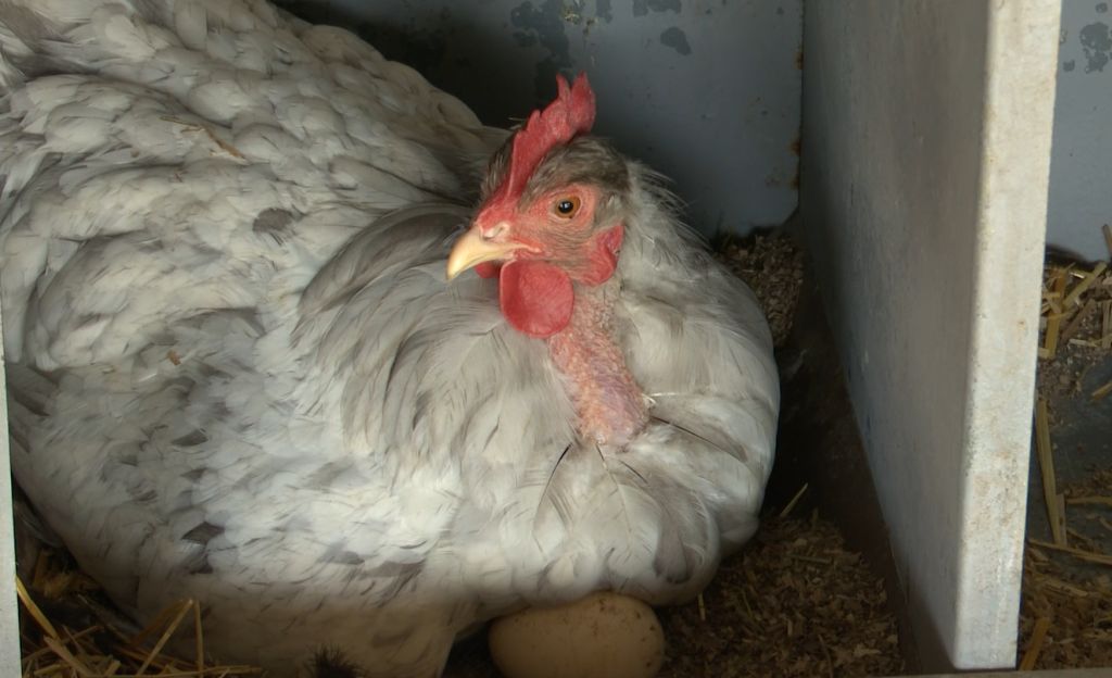 Naime, Klaudija Marković, Draganova kćerka, sa 14 godina već je osvojila nekoliko turnira u tucanju jaja.