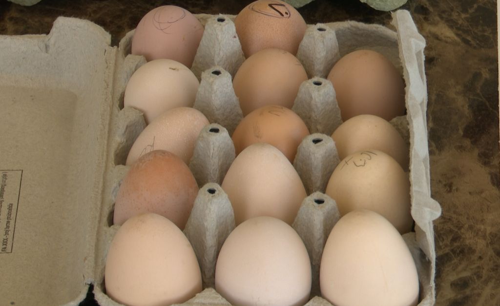 Naime, Klaudija Marković, Draganova kćerka, sa 14 godina već je osvojila nekoliko turnira u tucanju jaja.