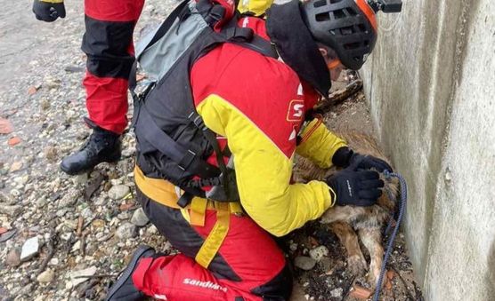 Akcija spašavanja psića iz bujice: Zavijao je cijelu noć…