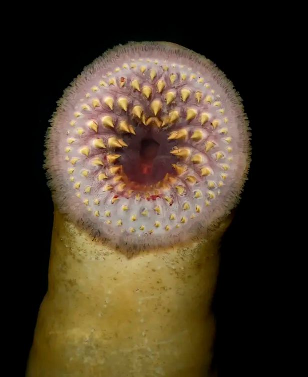 Ribolovac snimio ribu iz horora: To je paklara! Zakačila se na motor...