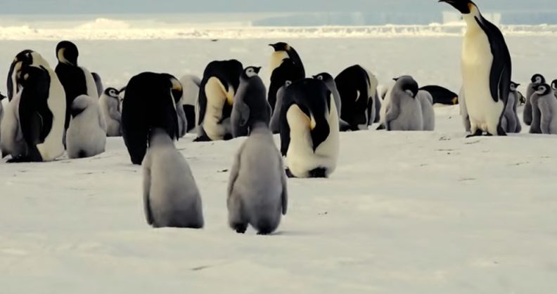 Ne samo da su otoci isključivo naseljeni pingvinima, već skoro 10 godina nije zabilježena posjeta ljudskog bića