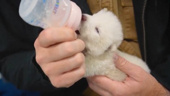 Koristeći DNK iz zuba starog 13.000 godina i fragment lobanje stare 72.000 godina, naučnici su rekonstruisali genom strahovuka