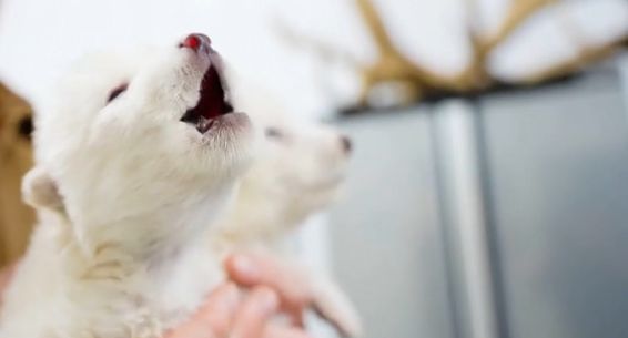 Koristeći DNK iz zuba starog 13.000 godina i fragment lobanje stare 72.000 godina, naučnici su rekonstruisali genom strahovuka