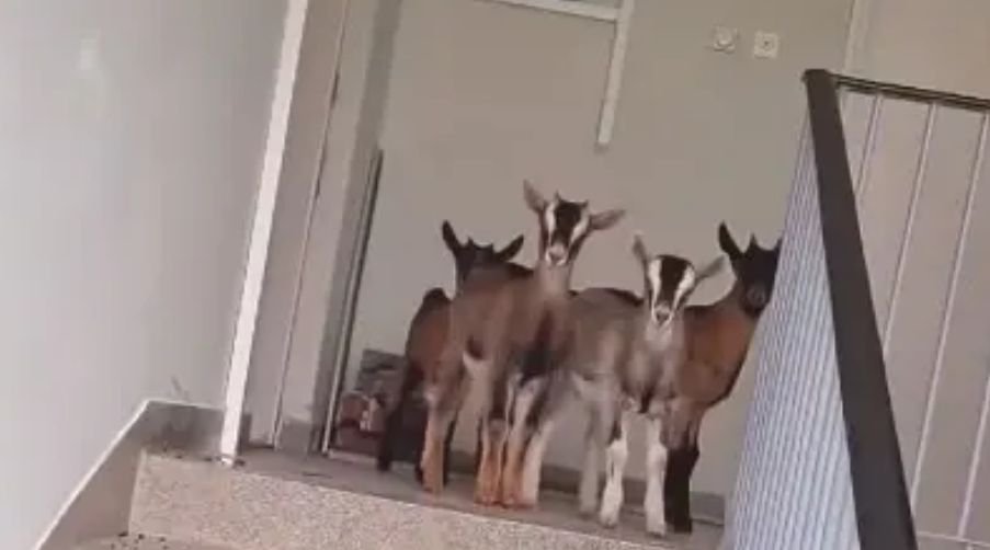 Prema tvrdnjama stanara, već neko vrijeme imaju problema s jednim od komšija koji, kako se navodi, u svom stanu drži koze.