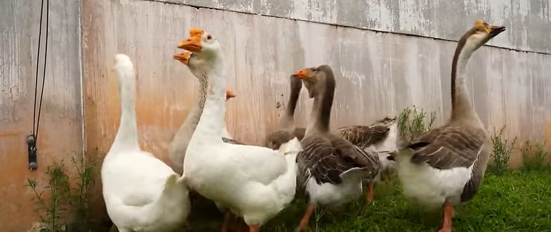 Neobična sigurnost: Zatvor u Brazilu koristi guske umjesto pasa čuvara