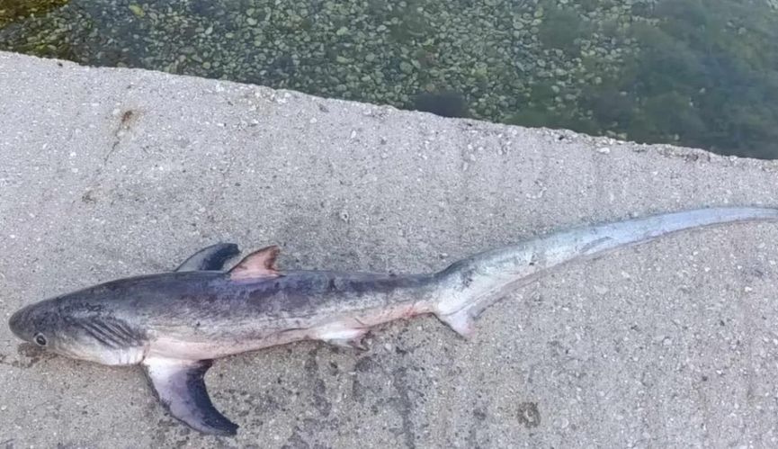 Fotografije slučajnog ulova od strane neumskog ribara svjesnog da se radi o strogo zaštićenoj vrsti donosi Andrej A. Gajić i Lignjolov Eging Club Neum.