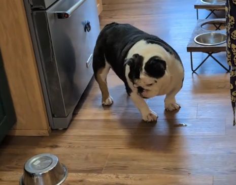 Iako je reakcija ovog psa mnogima zabavna, podsjeća na važnost pravilne prehrane za engleske buldoge