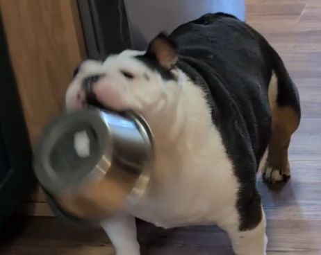 Iako je reakcija ovog psa mnogima zabavna, podsjeća na važnost pravilne prehrane za engleske buldoge