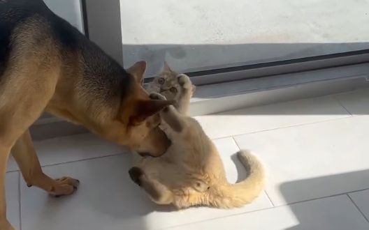 Njihova igra topi srca: Udomljeni pas i mačka postali su nerazdvojni