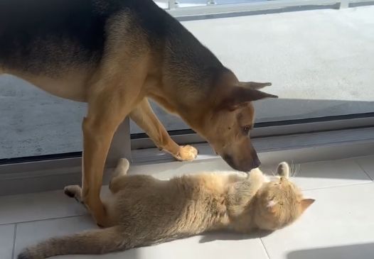 Cactus i Miso zajedno se igraju, a zatim se, u znak potpunog povjerenja, obojica ispruže na leđa, opušteni i sretni jedno uz drugo