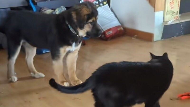 Mnoge korisnike ove platforme je simpatičan video nasmijao, a u komentarima su pisali da je vrlo jasno ko je glavni u ovom domaćinstvu