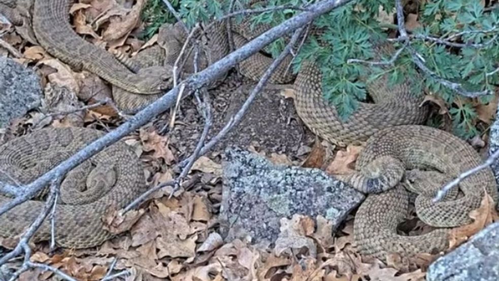 Snimak se emitovao 24 sata uživo sedam dana u sedmici, a veliki broj ljudi ga je pogledao