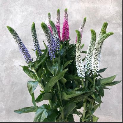 Veronika ili čestoslavica raste svuda oko nas, a čisti krv i jetru, spas je za pluća i želudac.