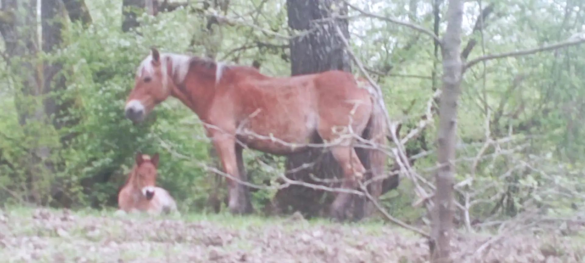 Lovili krivolovce pa naletjeli na kobilu u nevolji: Mi smo je oždrijebili