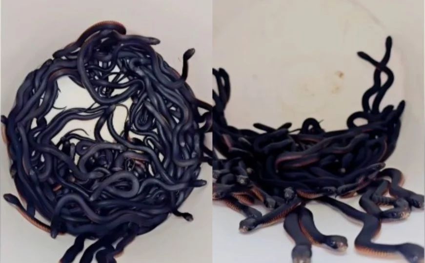 Najgore što se čovjeku može desiti prilikom ugriza ove zmije je to da izgubi čulo mirisa.