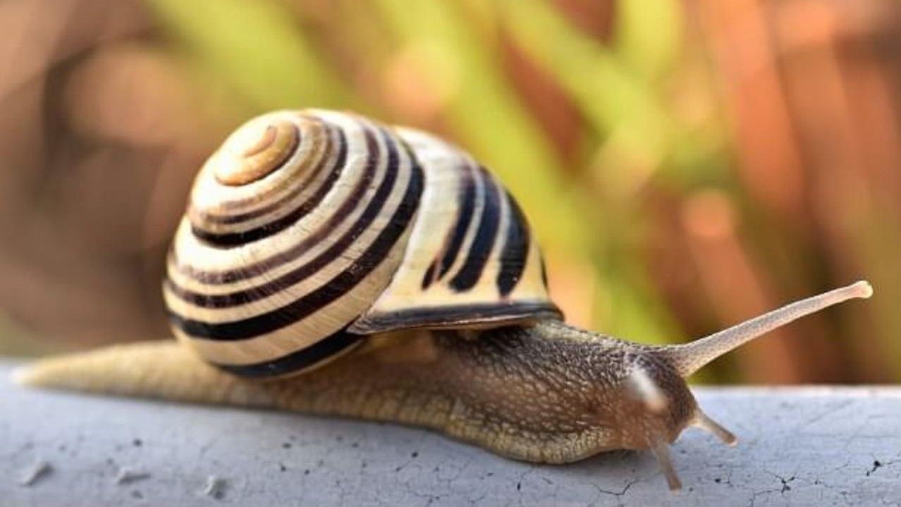 Zaštitite biljke na prirodan način: Riješite se puževa u bašti bez ijedne kapi pesticida