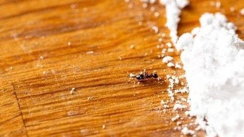 Ako ste vidjeli kolonu mrava, pokušajte prebrisati površinu octom ili izbjeljivačem kako biste poremetili njihov hemijski trag