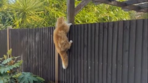  Svaki put kada izađe napolje, on prilijepi se uz ogradu i ne skida pogled s misteriozne komšinice                          