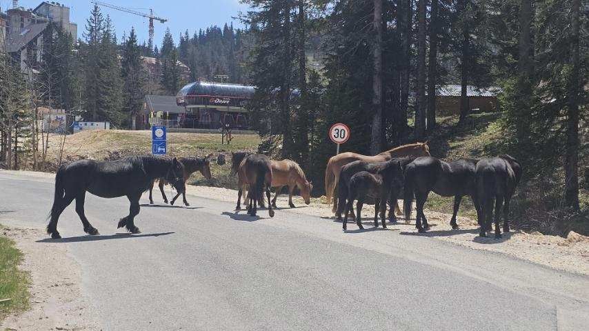 Gosti planine dan provode u odmoru i šetnji planinom, ali je on i u znaku roštiljanja, ražnjeva, druženja i muzike, veselih i nasmijanih lica