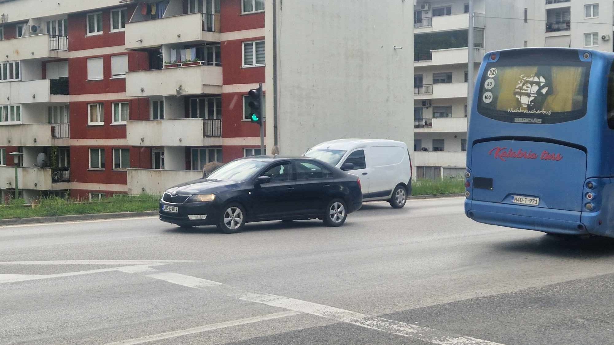 Iako je saobraćaj u tom trenutku bio izuzetno gust, srećom niko nije povrijeđen, ni ljudi ni životinja                                          